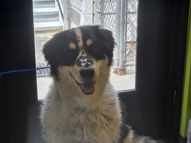 Shelter Stray Male Dog last seen Near BLOCK 125TH AVE SE, KENT WA 98031, 21615 64th Ave S, Kent, WA 98032, USA