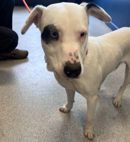 Shelter Stray Male Dog last seen SHORELINE DR, NEAR MCDONALDS, 1590 Fortmann Way, Alameda, CA 94501, USA