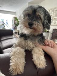 Reunited Female Dog last seen N.E. 12th Ter by Reliance Window Systems, Oakland Park, FL 33334