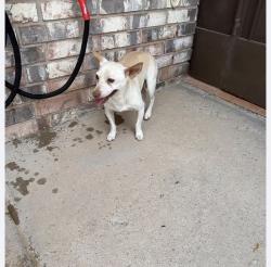 Reunited Male Dog last seen Near Carlos Bombach Ave, El Paso, TX 79928, USA, El Paso, TX 79928
