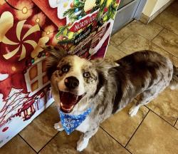 Reunited Male Dog last seen Chain collar, Rio Rancho, NM 87124