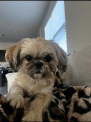 Reunited Female Dog last seen Perryville and Van Buren, Buckeye, AZ 85236
