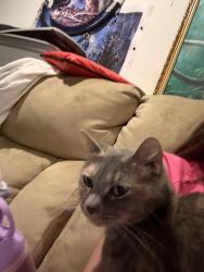 Reunited Female Cat last seen Near Brushy Mountain Dr, Salem, VA 24153, USA, Salem, VA 24153