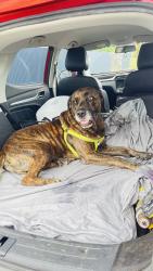 Lost Male Dog last seen Catherine Crescent, Kelso, Kelso, QLD 4815