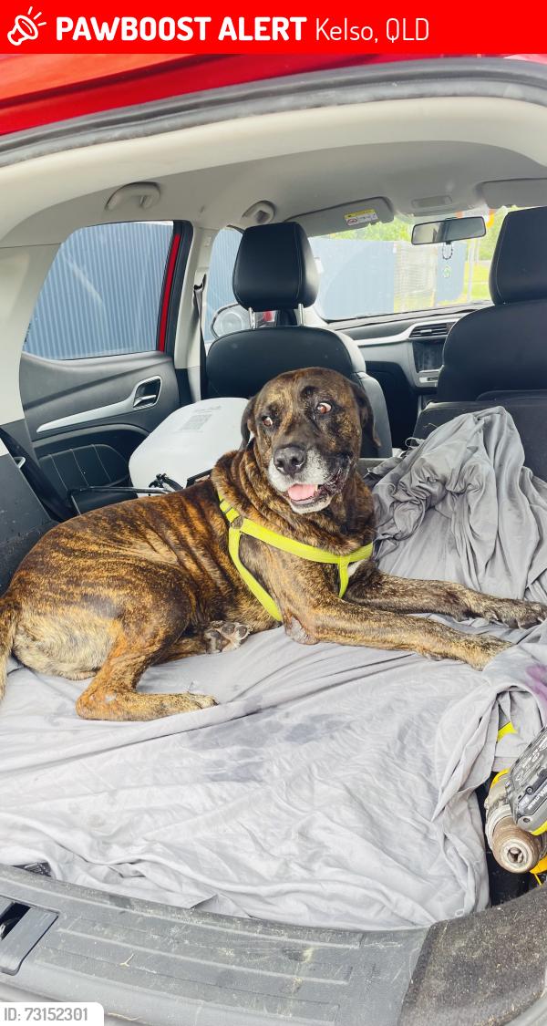 Lost Male Dog last seen Catherine Crescent, Kelso, Kelso, QLD 4815