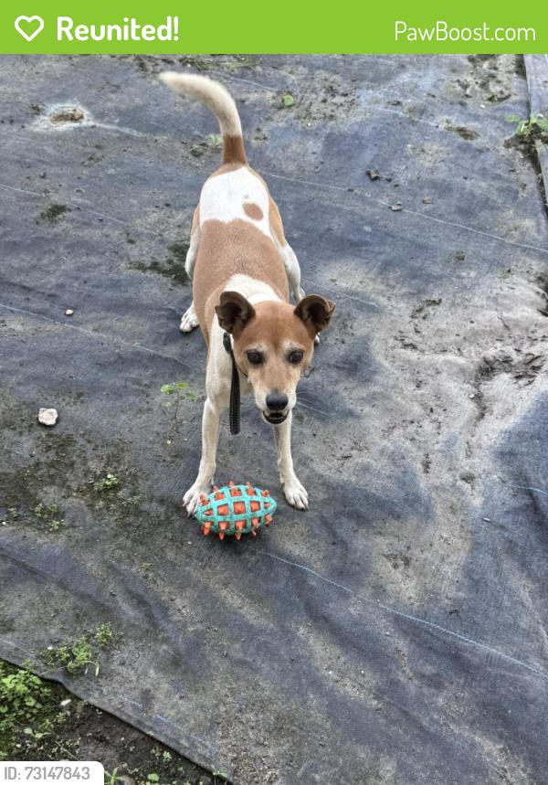 Reunited Male Dog last seen Near Southwest 118th Ave, Miami, FL 33183