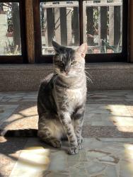 Lost Male Cat last seen Might’ve crossed into someone’s backyard, haven’t seen him since., National City, CA 91950