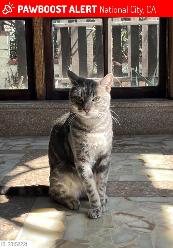 Lost Male Cat last seen Might’ve crossed into someone’s backyard, haven’t seen him since., National City, CA 91950