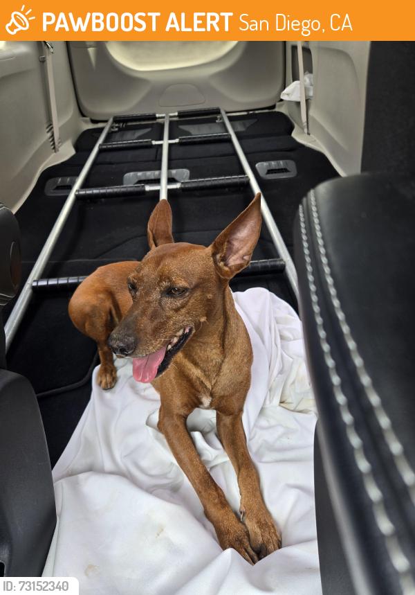 Found/Stray Male Dog last seen 39th and Florance St, San Diego, CA 92105
