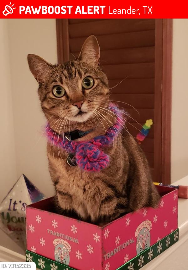 Lost Male Cat last seen crystall crossing subdivision, Leander, TX 78641