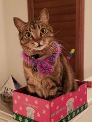 Lost Male Cat last seen crystall crossing subdivision, Leander, TX 78641