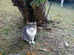 Lost Male Cat last seen Catherine ,Robin Lane Dr., Forest Park, GA 30297