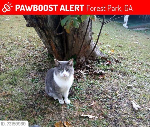 Lost Male Cat last seen Catherine ,Robin Lane Dr., Forest Park, GA 30297
