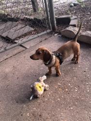 Lost Male Dog last seen Near Sheman Ave, Panama City, FL 32405