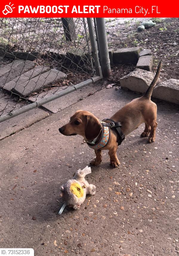 Lost Male Dog last seen Near Sheman Ave, Panama City, FL 32405
