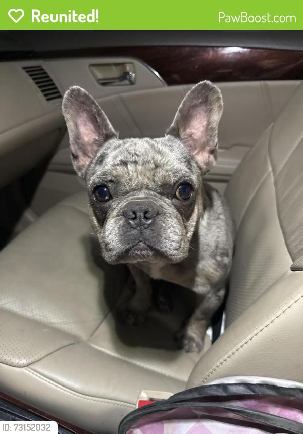 Reunited Male Dog last seen Windsor & I-35, Denton, TX 76207