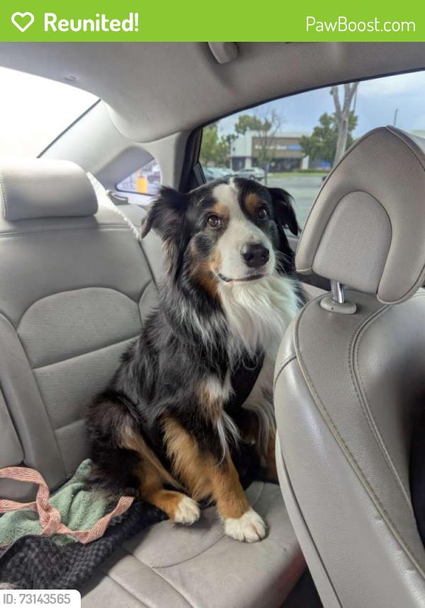 Reunited Male Dog last seen Off Sisk rd. close to Walmart, Modesto, CA 95350