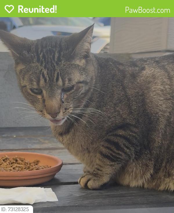 Reunited Unknown Cat last seen West 64th Dr and McIntyre St Arvada, Arvada, CO 80007