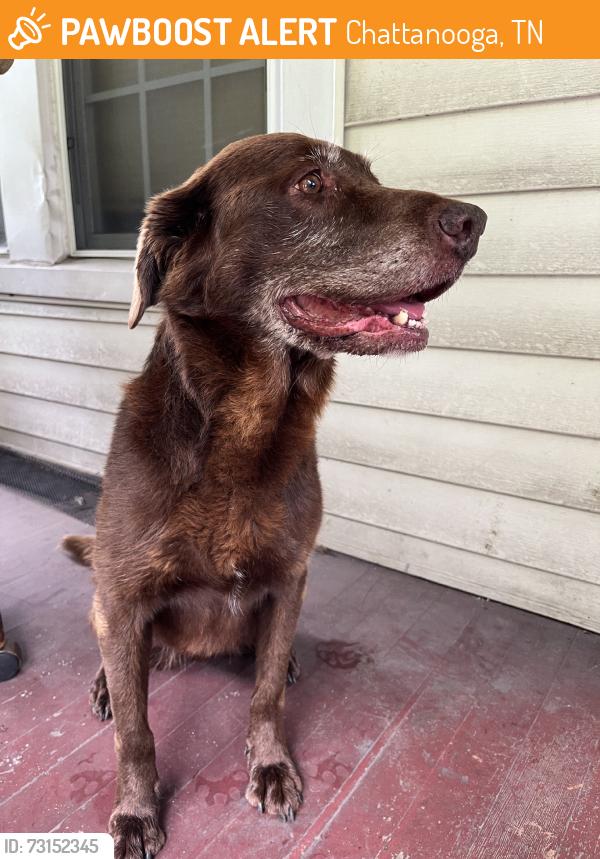 Found/Stray Female Dog last seen Wilder & Campbell St Chattanooga 37406, Chattanooga, TN 37406