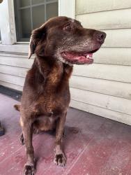 Found/Stray Female Dog last seen Wilder & Campbell St Chattanooga 37406, Chattanooga, TN 37406