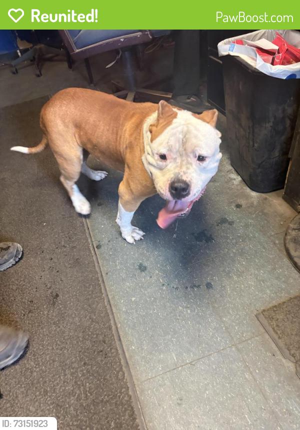 Reunited Male Dog last seen New York ave, Trenton, NJ 08638