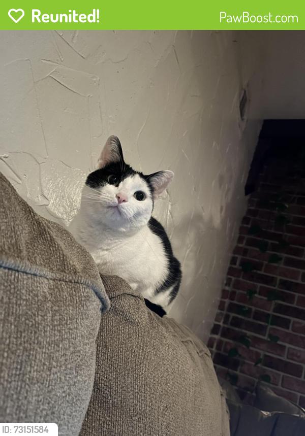 Reunited Female Cat last seen The seasons apartment, Laurel, MD 20723