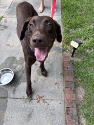 Reunited Male Dog last seen Chelsea & Essex, Sanford, NC 27332