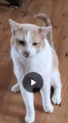 Lost Male Cat last seen Quail Run & Moreland, Bethalto, IL 62010