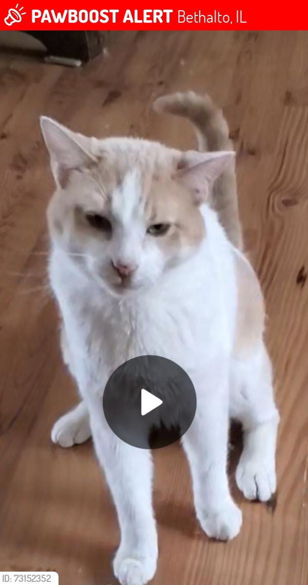 Lost Male Cat last seen Quail Run & Moreland, Bethalto, IL 62010