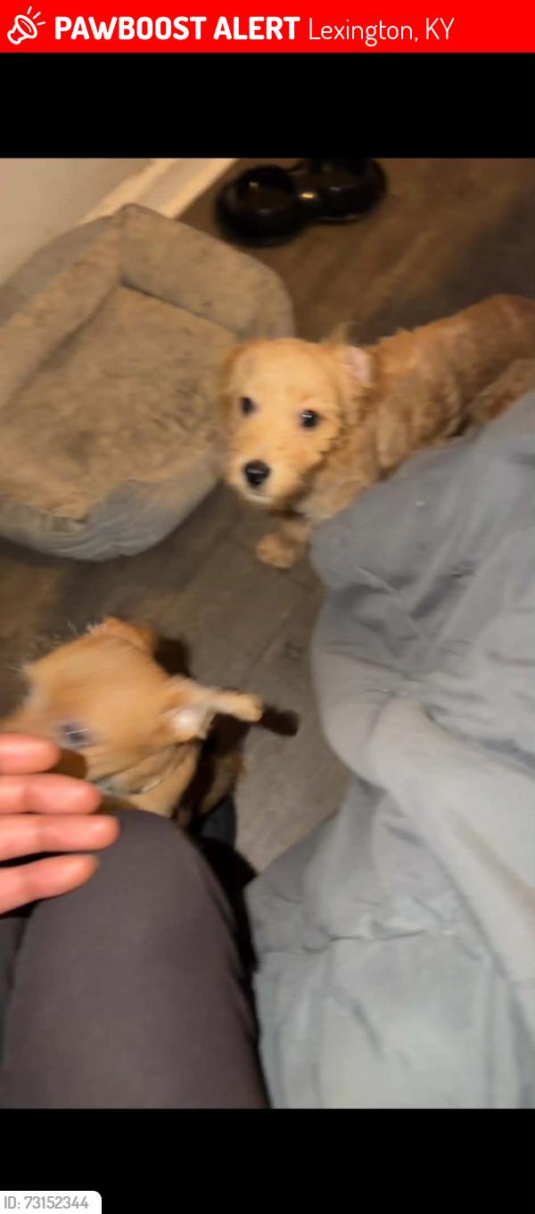 Lost Male Dog last seen Camelot dr, Lexington, KY 40517
