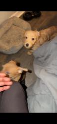 Lost Male Dog last seen Camelot dr, Lexington, KY 40517