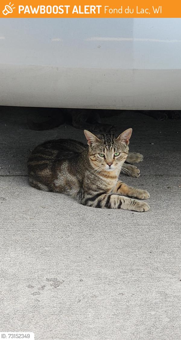 Found/Stray Unknown Cat last seen N Hickory St and Alley way, Fond du Lac, WI 54935