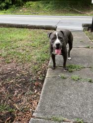 Found/Stray Male Dog last seen Campbell & wilder St chattanooga 37406, Chattanooga, TN 37406