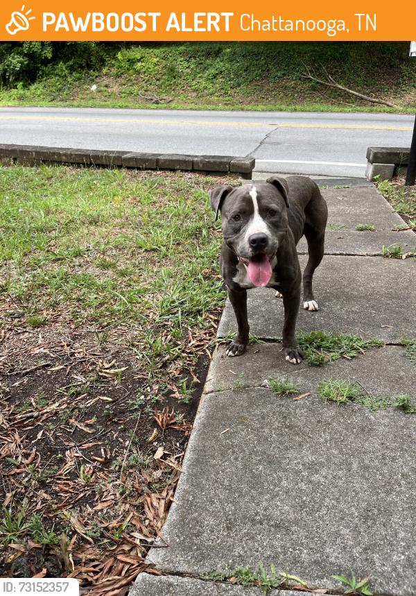 Found/Stray Male Dog last seen Campbell & wilder St chattanooga 37406, Chattanooga, TN 37406