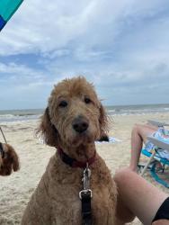 Reunited Female Dog last seen Near Garrison Trail, Canton, GA 30115