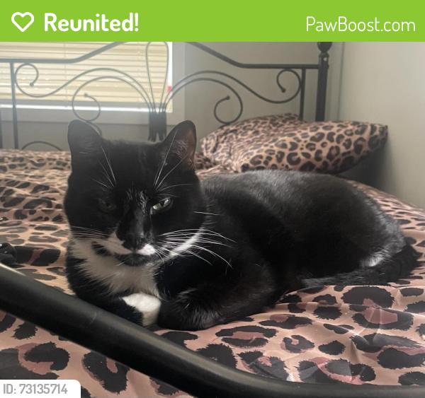 Reunited Female Cat last seen South scioto performance academy, Alum Creek waste and reuse convenience center, Columbus, OH 43207