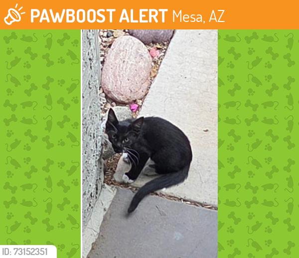 Found/Stray Unknown Cat last seen Longmore & Baseline, Mesa, AZ 85202