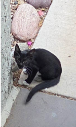 Found/Stray Unknown Cat last seen Longmore & Baseline, Mesa, AZ 85202