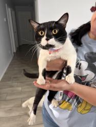 Lost Female Cat last seen 10th and Garland, Lubbock, TX 79416