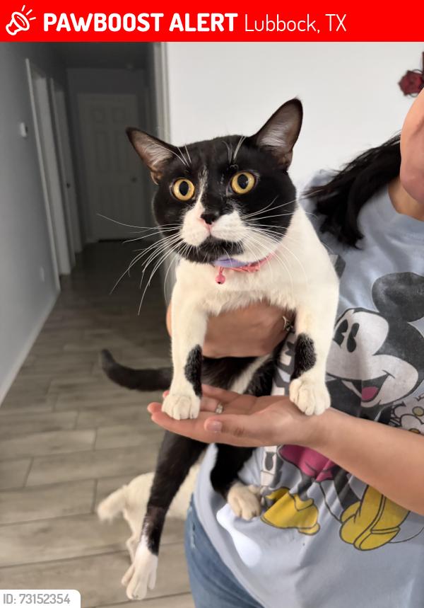 Lost Female Cat last seen 10th and Garland, Lubbock, TX 79416