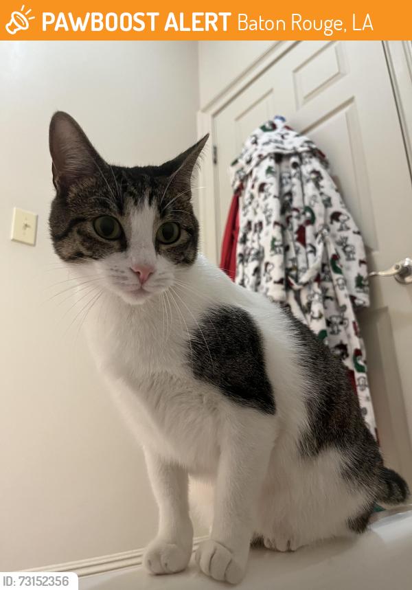 Found/Stray Unknown Cat last seen Indigo Park apartments on Nicholson Dr, Baton Rouge, LA 70810