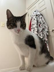 Found/Stray Unknown Cat last seen Indigo Park apartments on Nicholson Dr, Baton Rouge, LA 70810