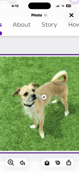 Lost Male Dog last seen Near Freeway during car mishap, Melbourne, FL 32901
