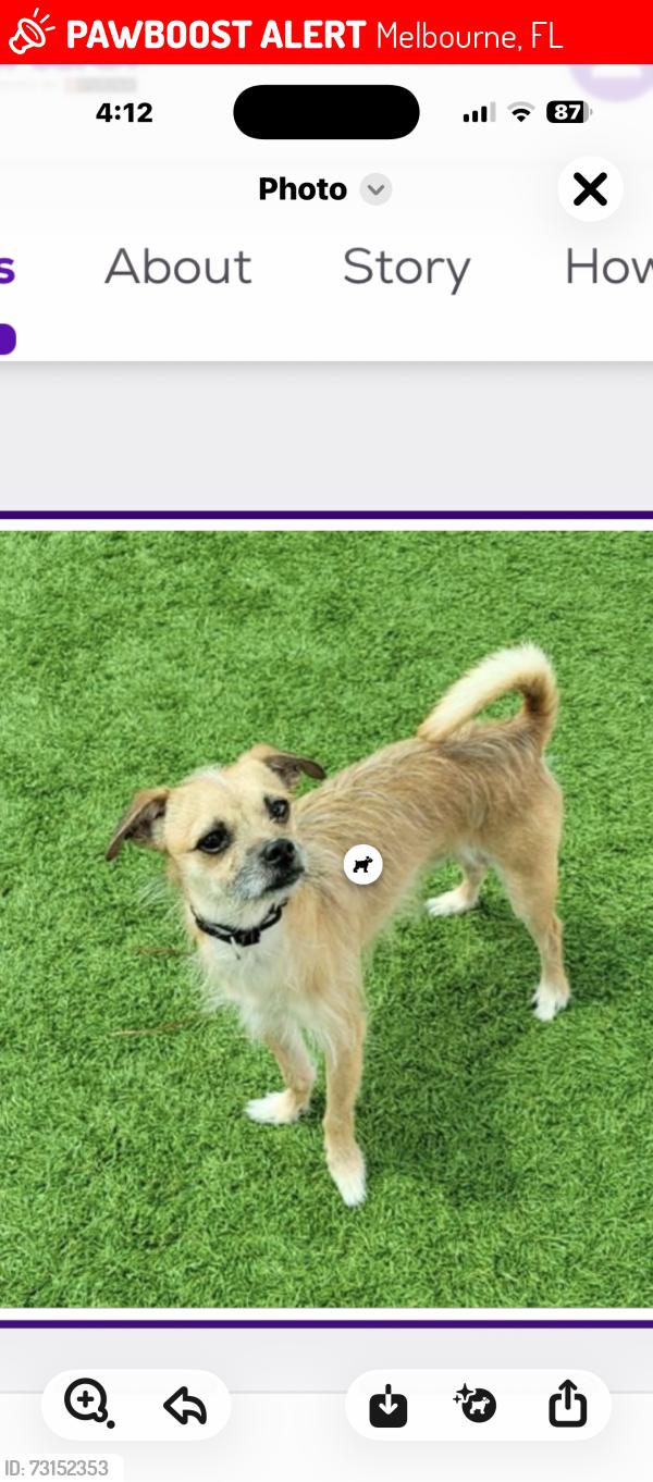 Lost Male Dog last seen Near Freeway during car mishap, Melbourne, FL 32901