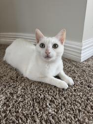 Reunited Female Cat last seen in backyard, Pearland, TX 77584