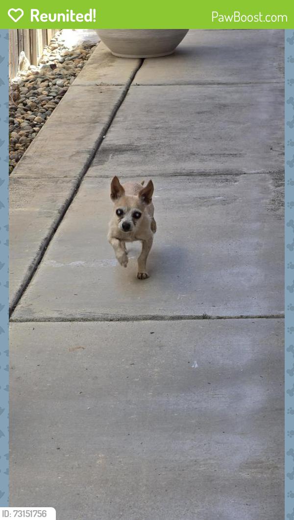 Reunited Unknown Dog last seen Vista Brook Dr and Territorial Way, Elk Grove, CA 95624