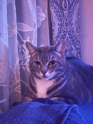 Reunited Male Cat last seen Near rue Dion, Longueuil, QC J4V 3J8