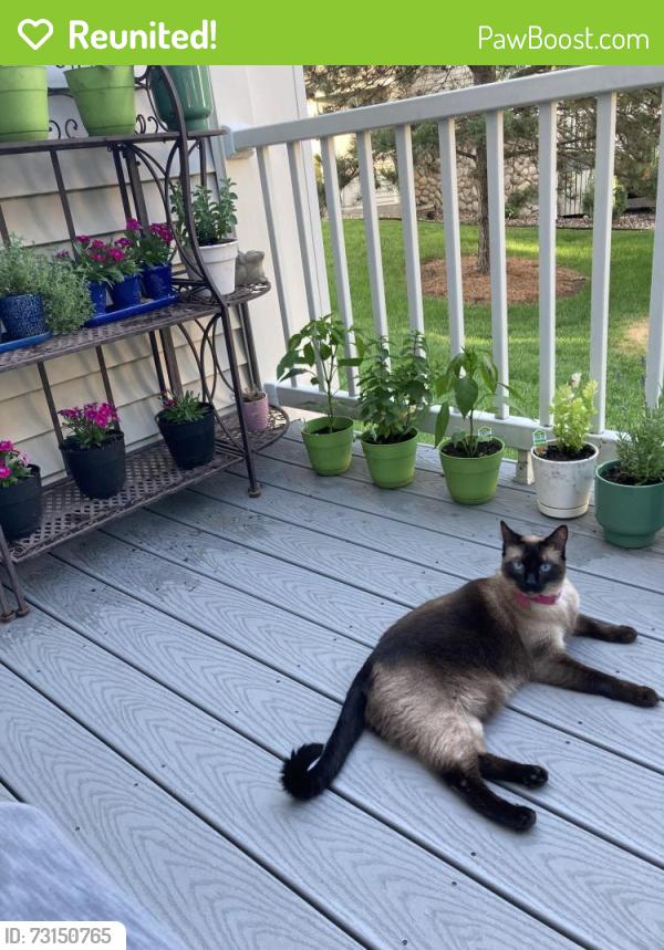 Reunited Female Cat last seen Brunel and Brunswick, Inver Grove Heights, MN 55076