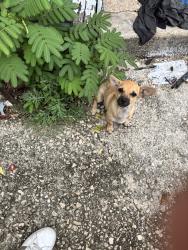 Found/Stray Male Dog last seen Sansom park, Fort Worth, TX 76114