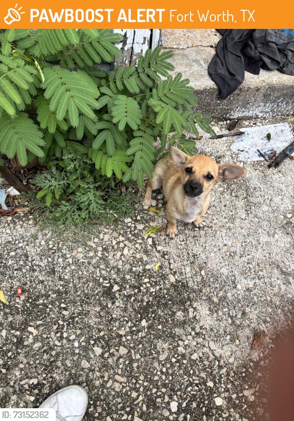 Found/Stray Male Dog last seen Sansom park, Fort Worth, TX 76114